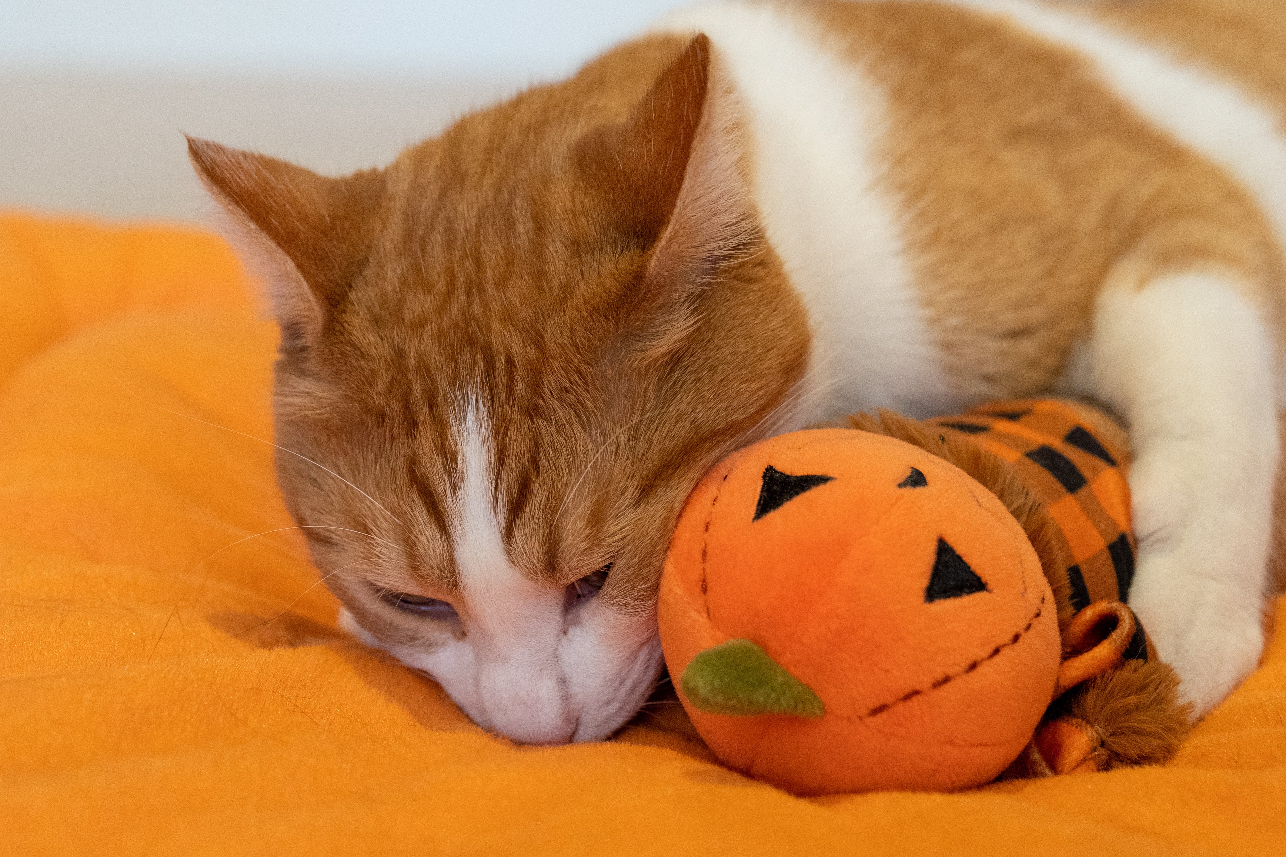 P.L.A.Y. Feline Frenzy, Catnip Kicker Toy set: Scarecrow