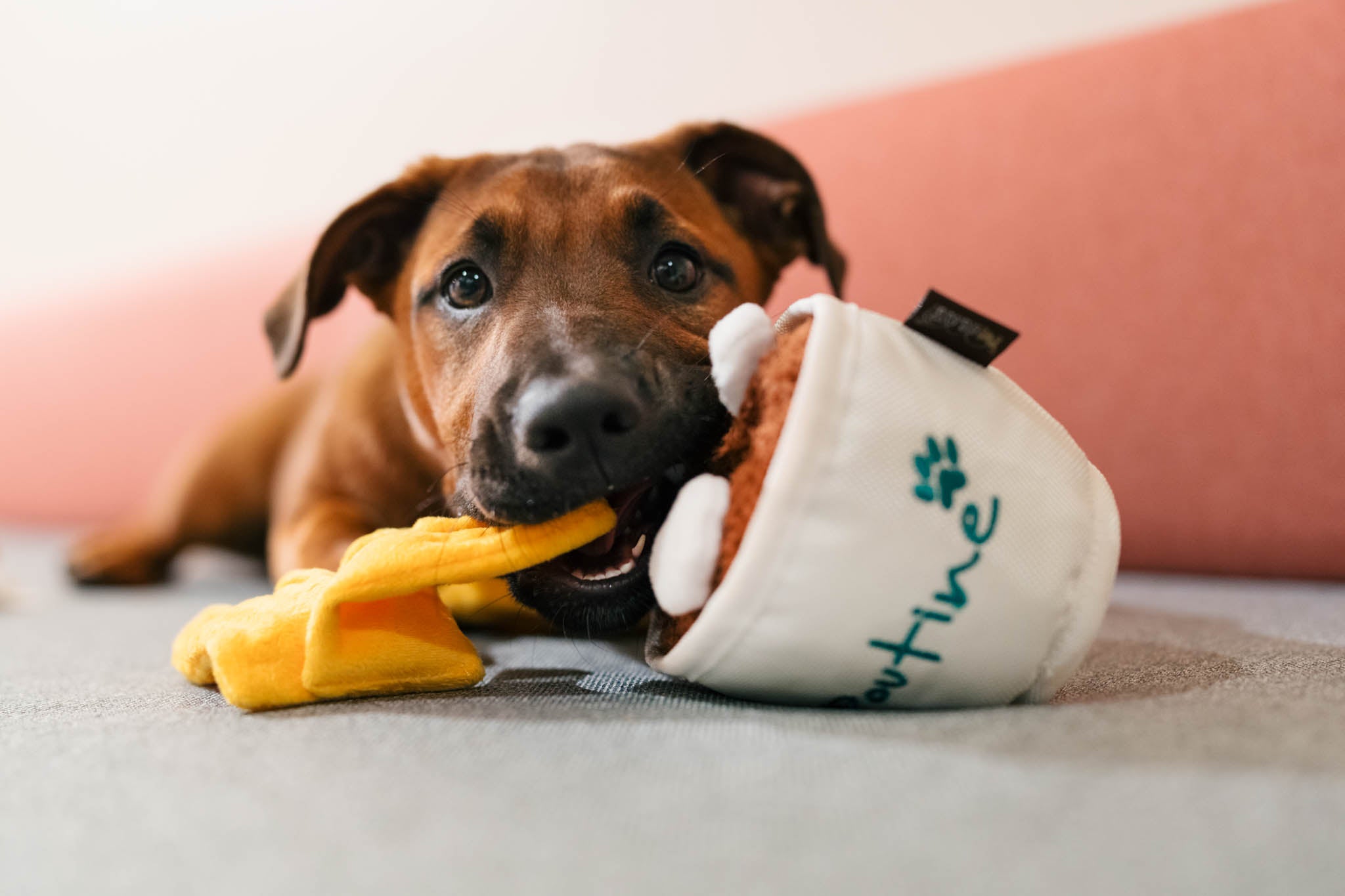 P.L.A.Y. Montreal Munchies Squeaky Plush Dog toys, Pooch-tine