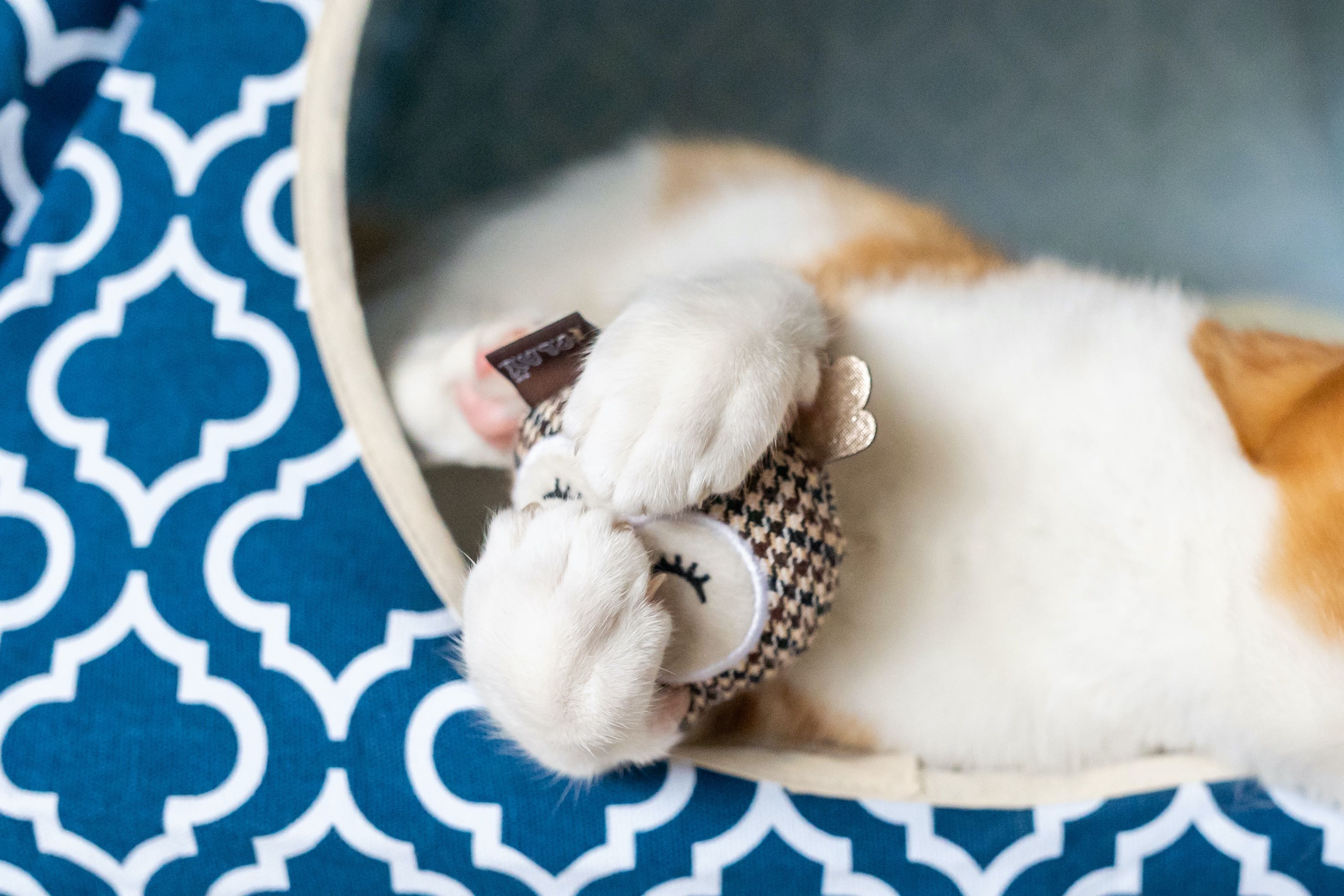 P.L.A.Y. Feline Frenzy, Catnip Toy set: Owls