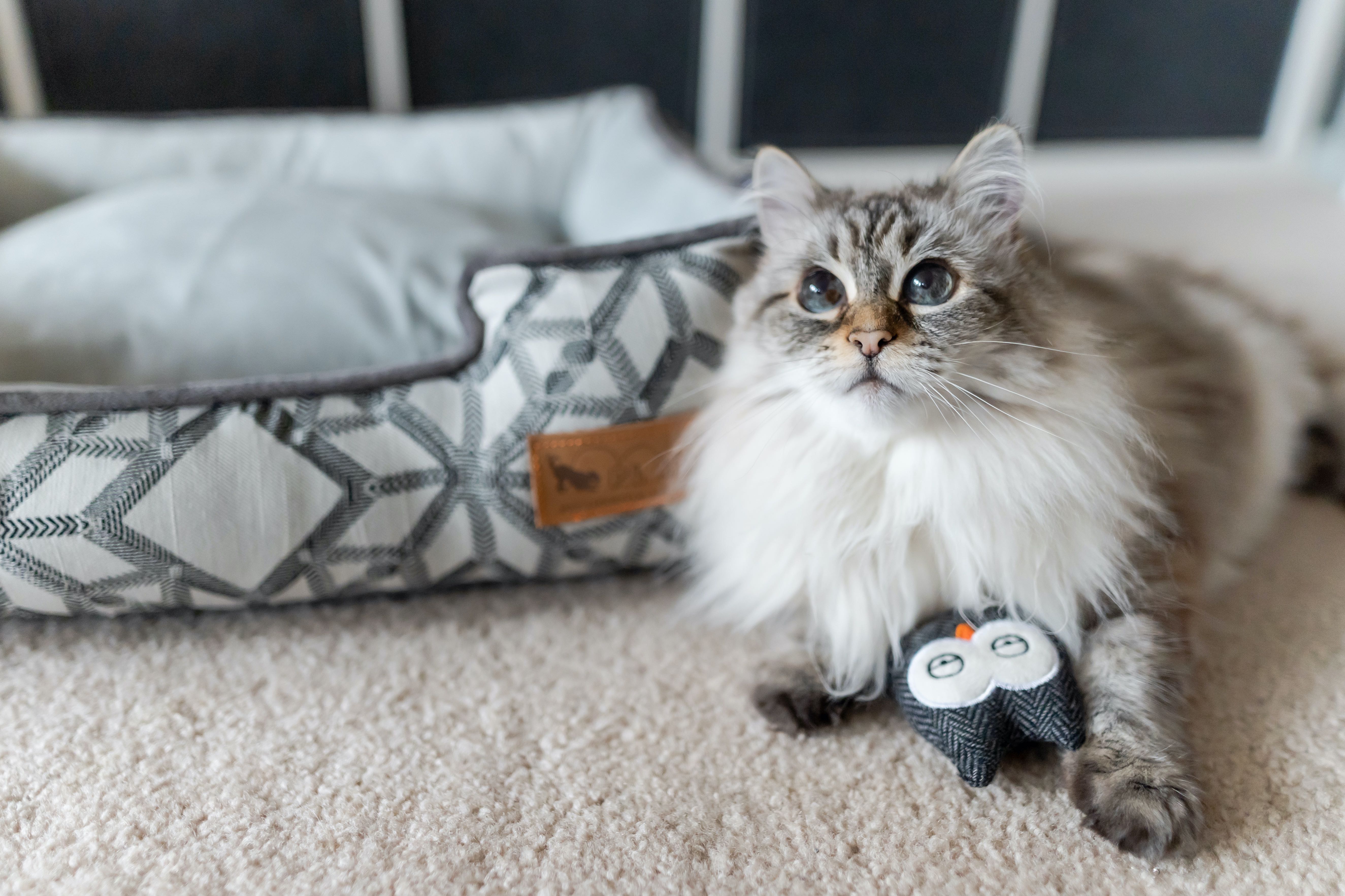 P.L.A.Y. Feline Frenzy, Catnip Toy set: Owls