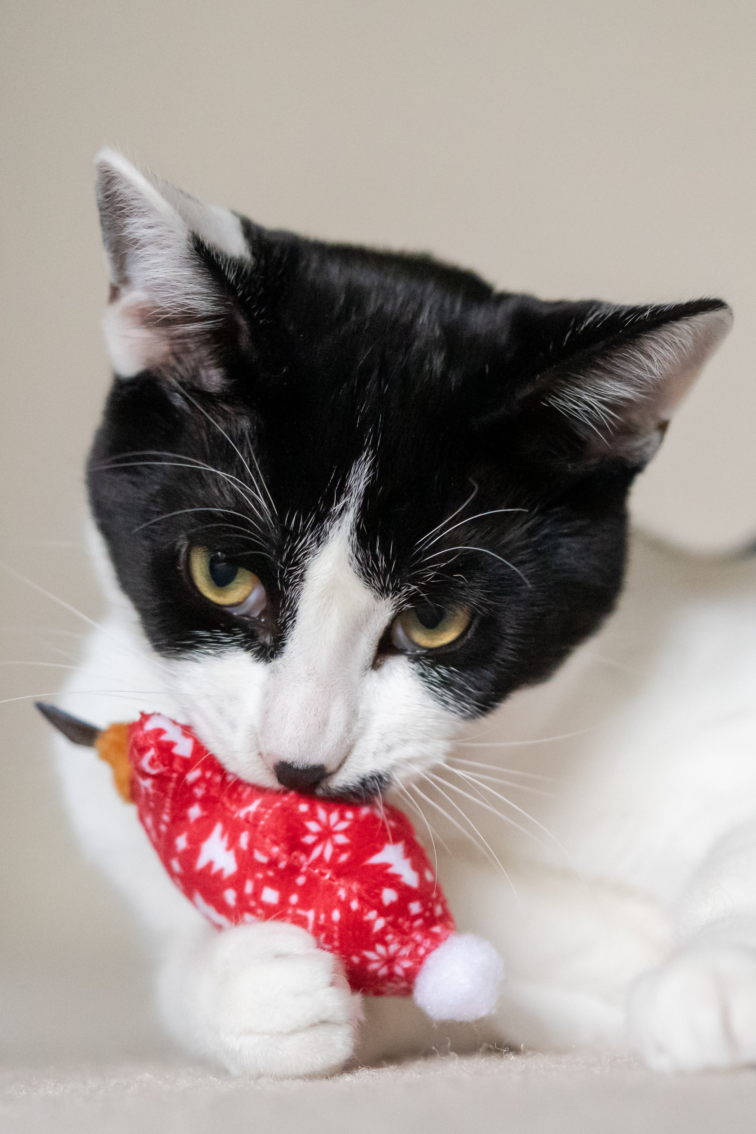 P.L.A.Y. Feline Frenzy, Catnip Toy set: Meowy Christmas