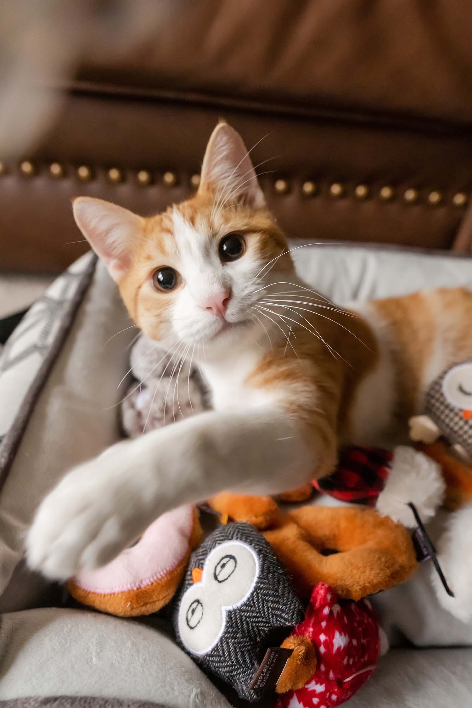 P.L.A.Y. Feline Frenzy, Catnip Toy set: Owls