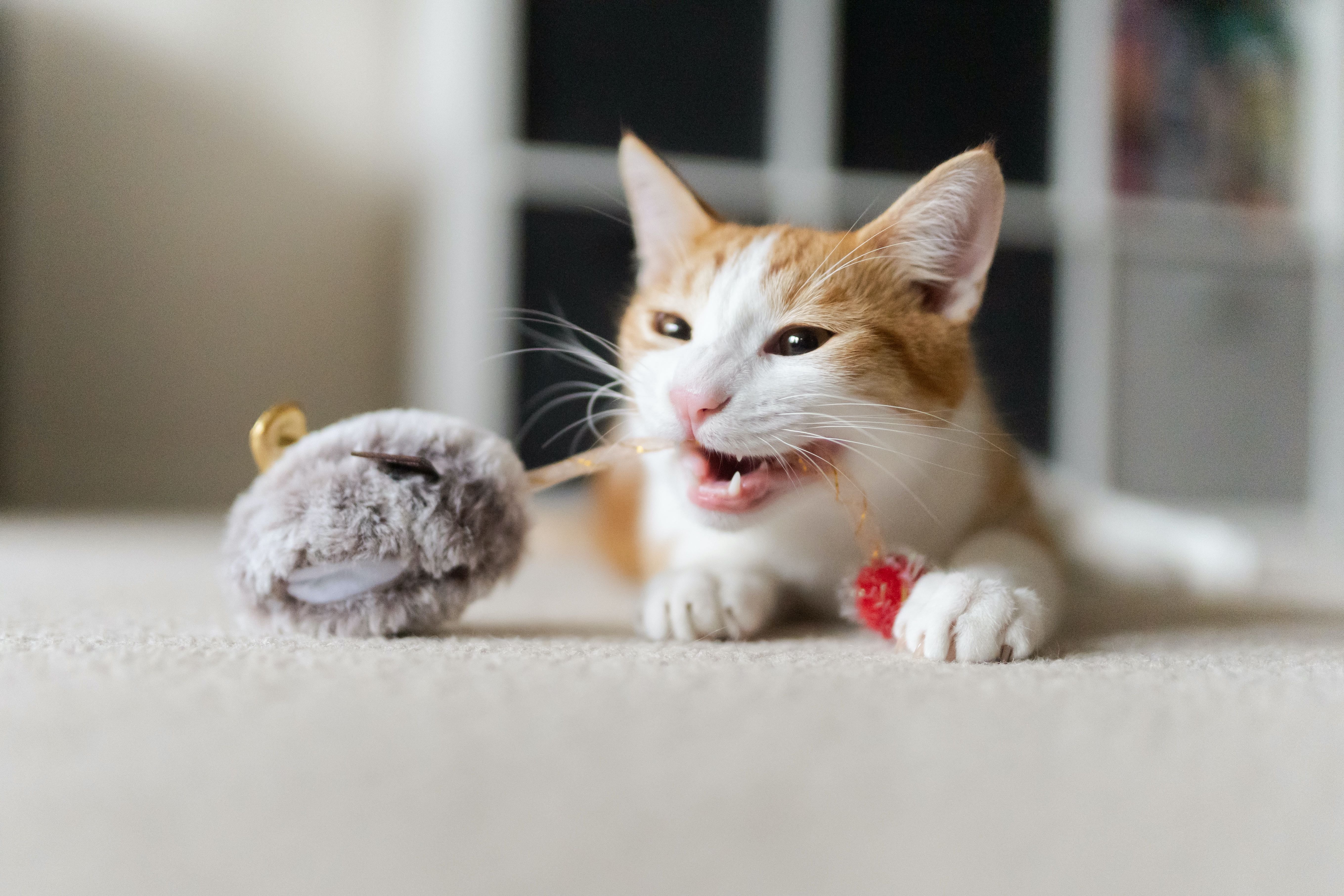 P.L.A.Y. Feline Frenzy, Catnip Toy set: Twice as Mice