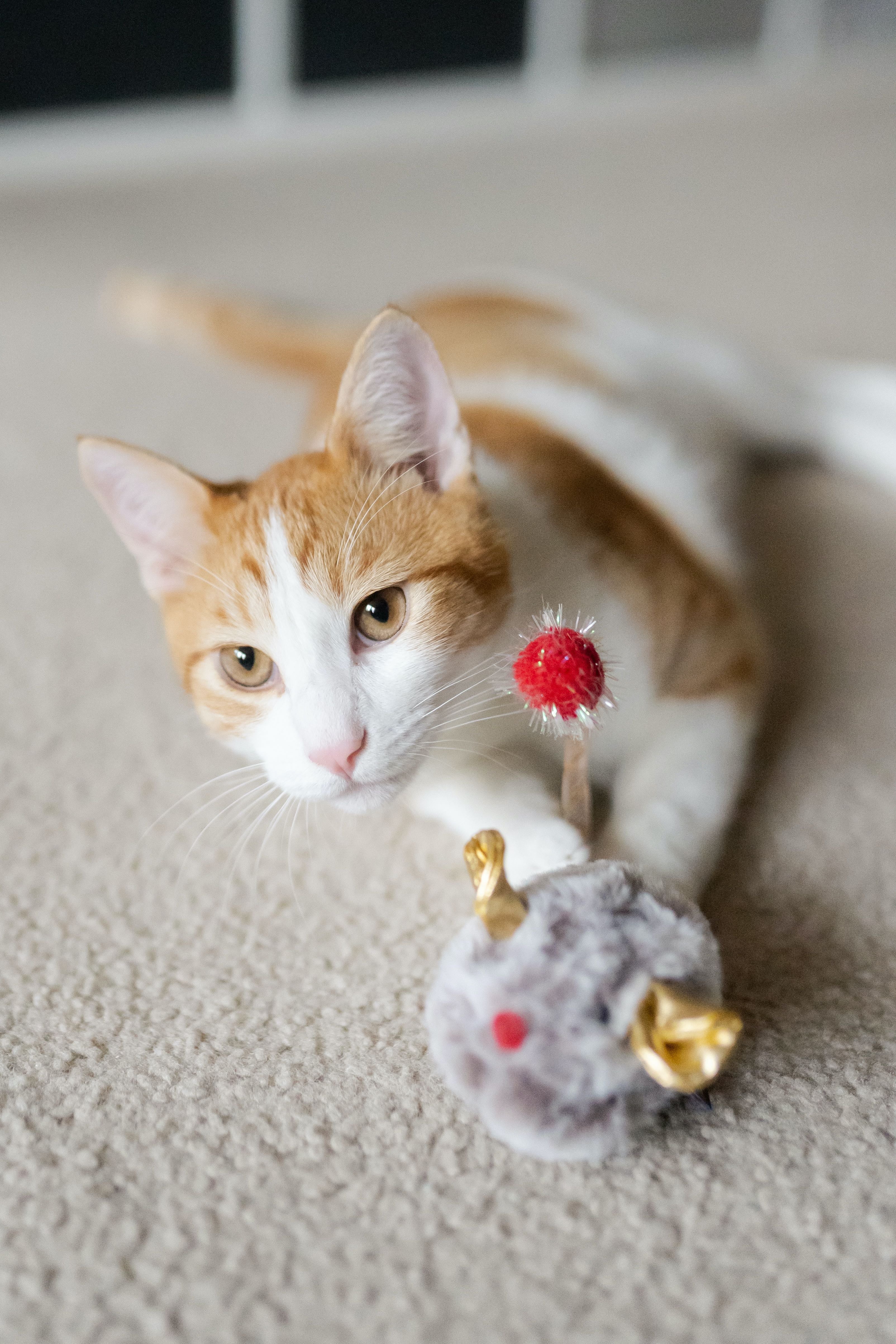 P.L.A.Y. Feline Frenzy, Catnip Toy set: Twice as Mice