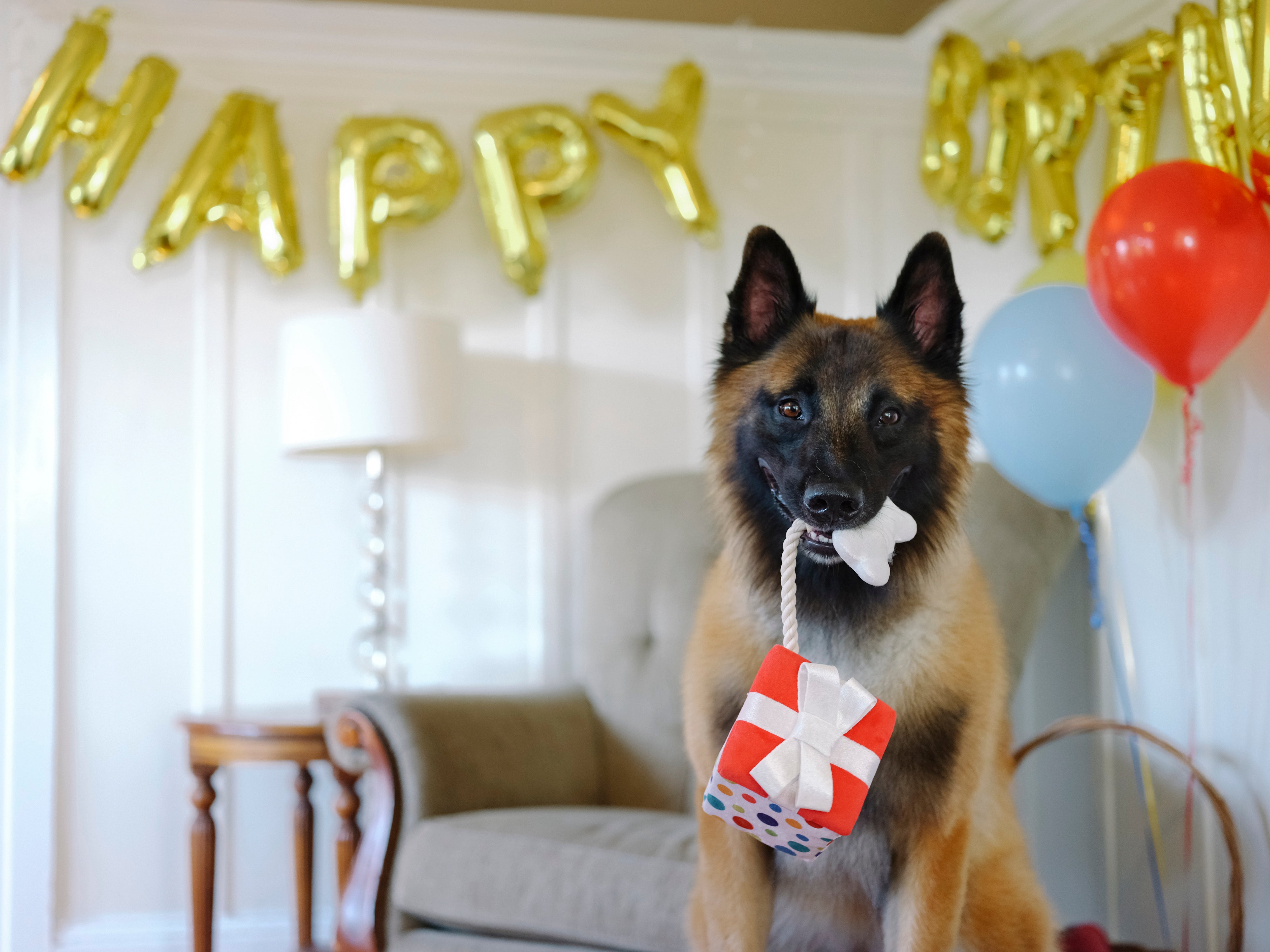 P.L.A.Y. Party Time Plush Dog toys, Bundle