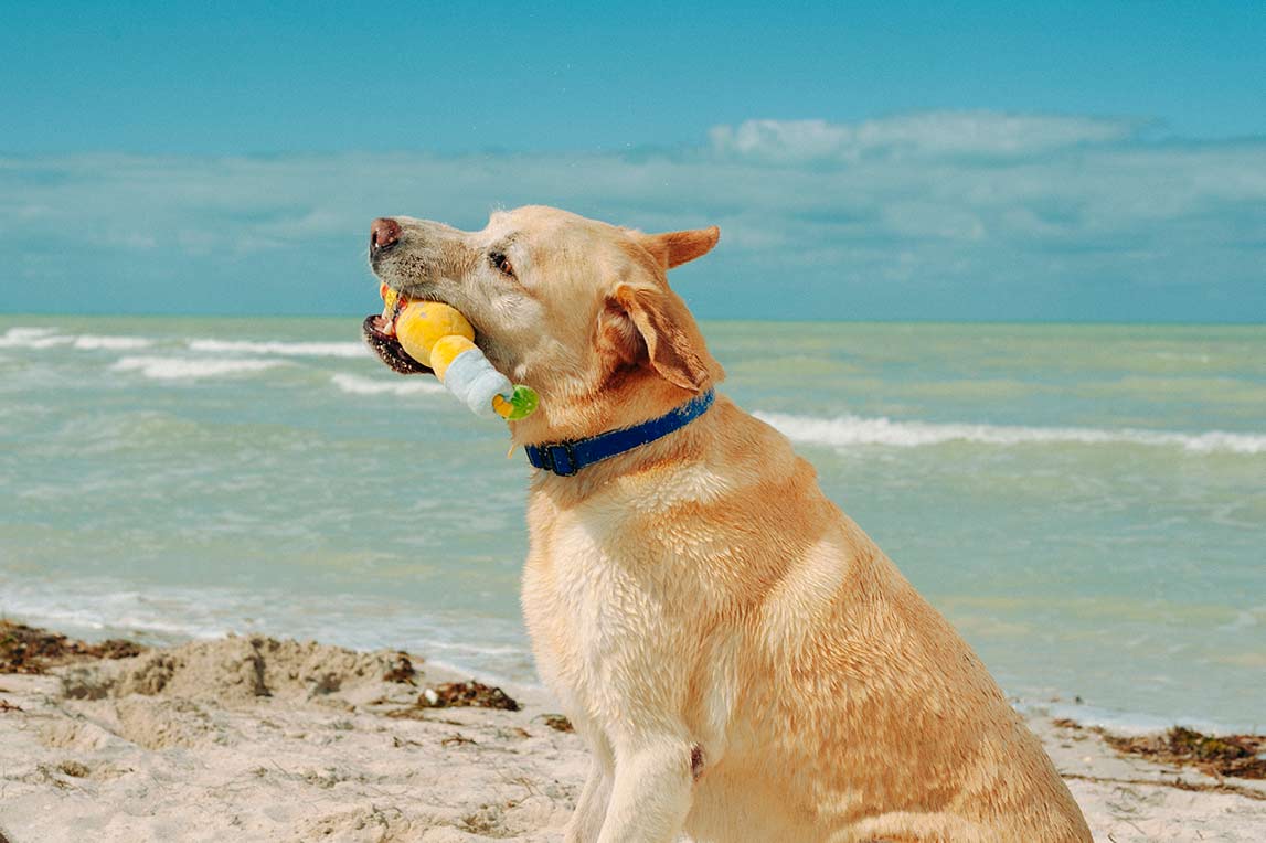 Tropical Paradise Squeaky Plush Dog toys, Canine Cerveza