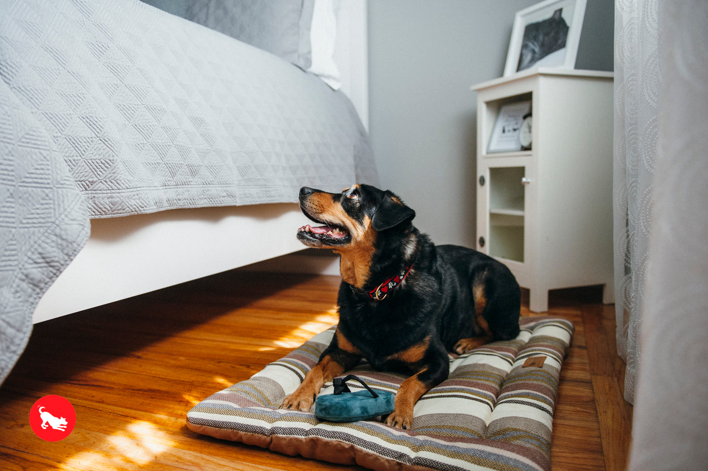 P.L.A.Y. Chill Pad for Dogs and Cats Horizon Seacoast