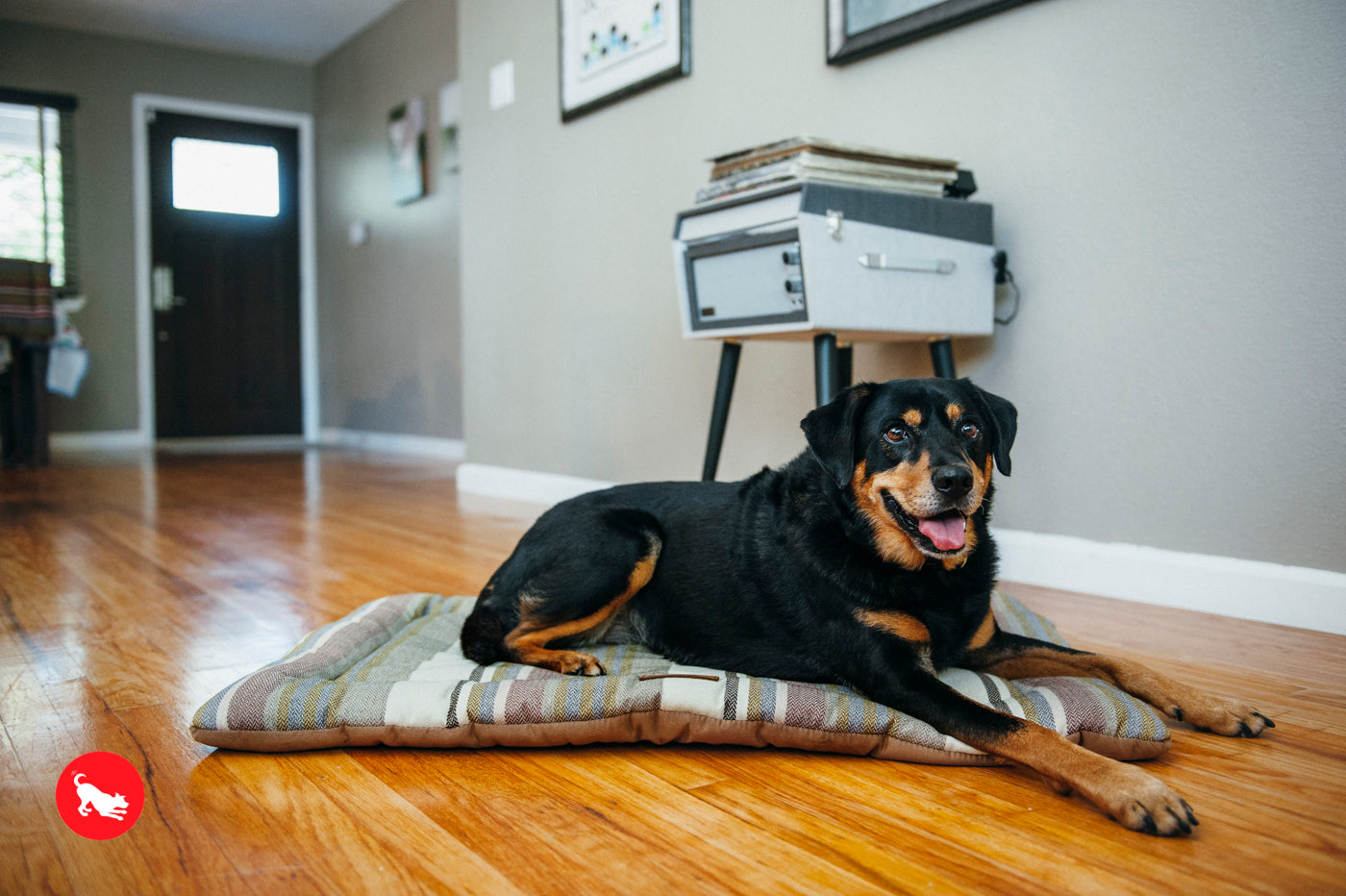 P.L.A.Y. Chill Pad for Dogs and Cats Horizon Seacoast