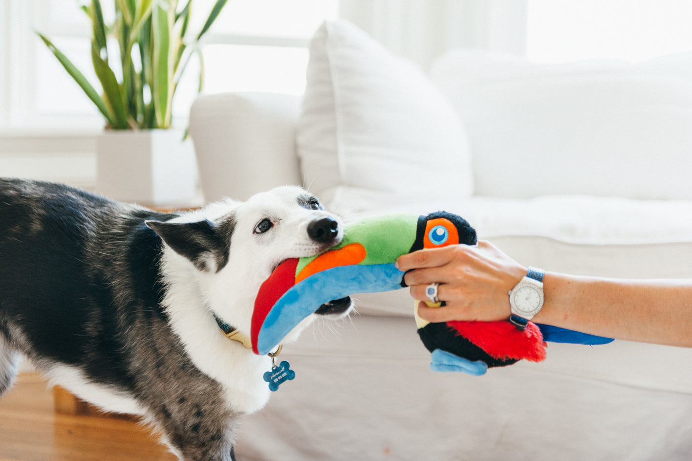 Fetching Flock Squeaky Plush Dog toys