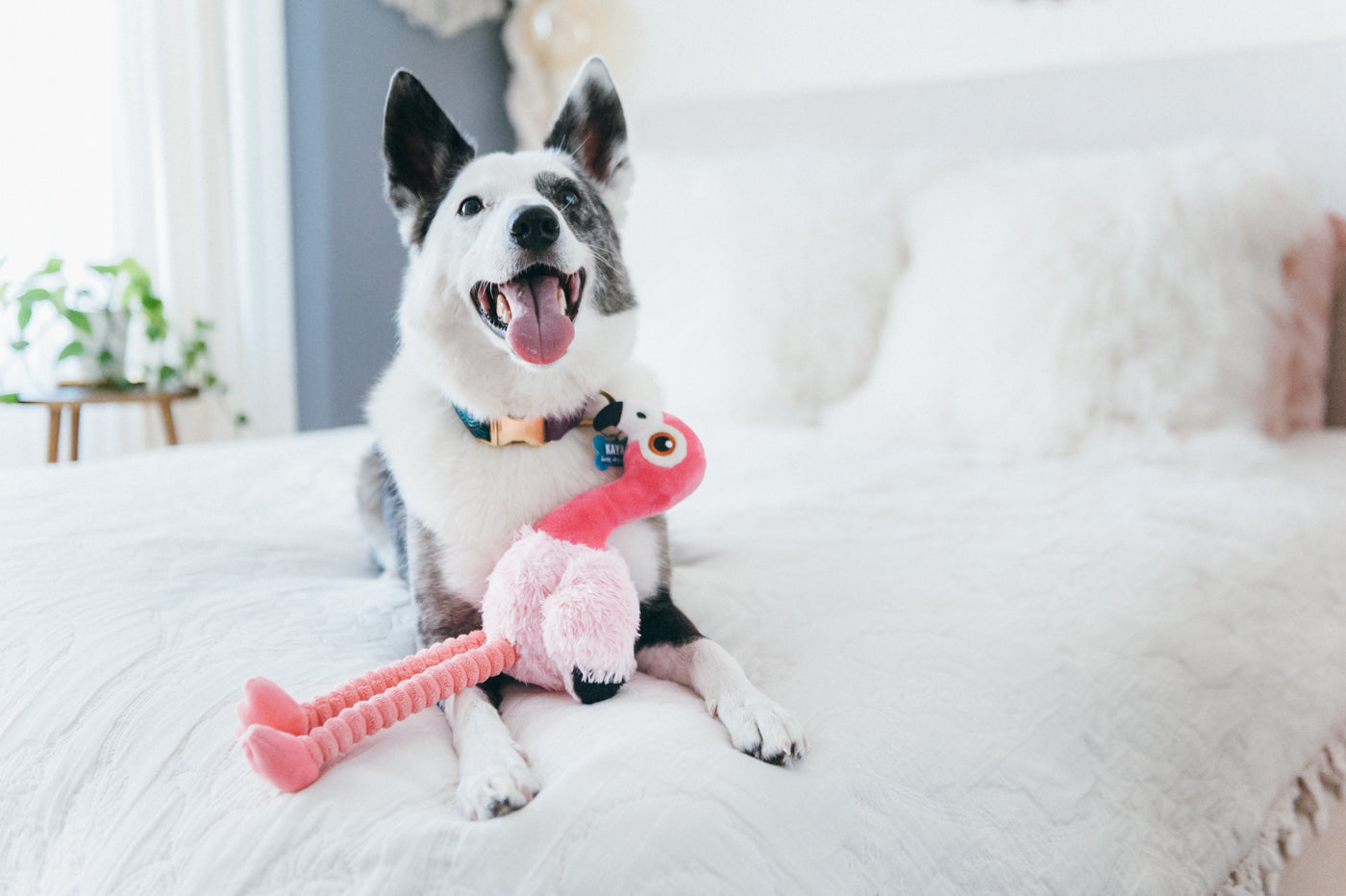 Fetching Flock Squeaky Plush Dog toys
