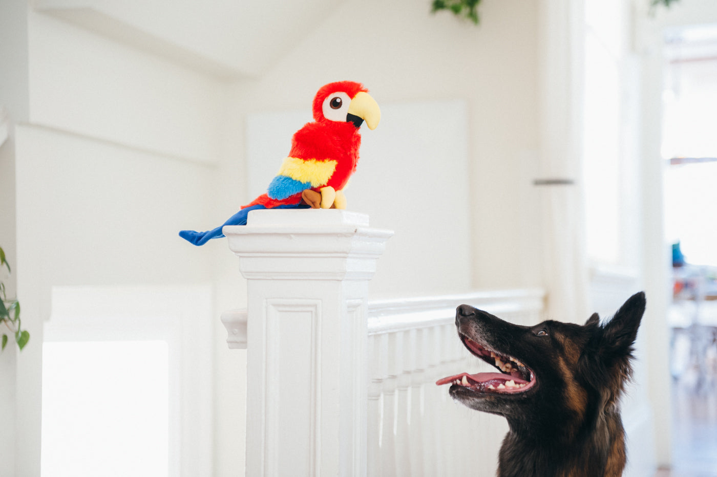 Fetching Flock Squeaky Plush Dog toys