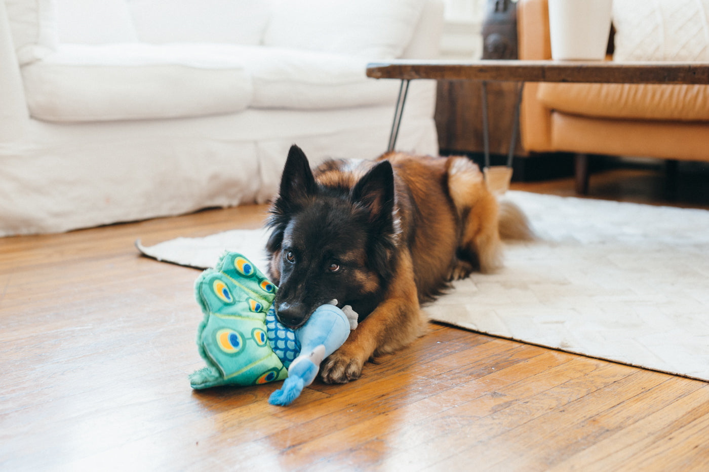 Fetching Flock Squeaky Plush Dog toys
