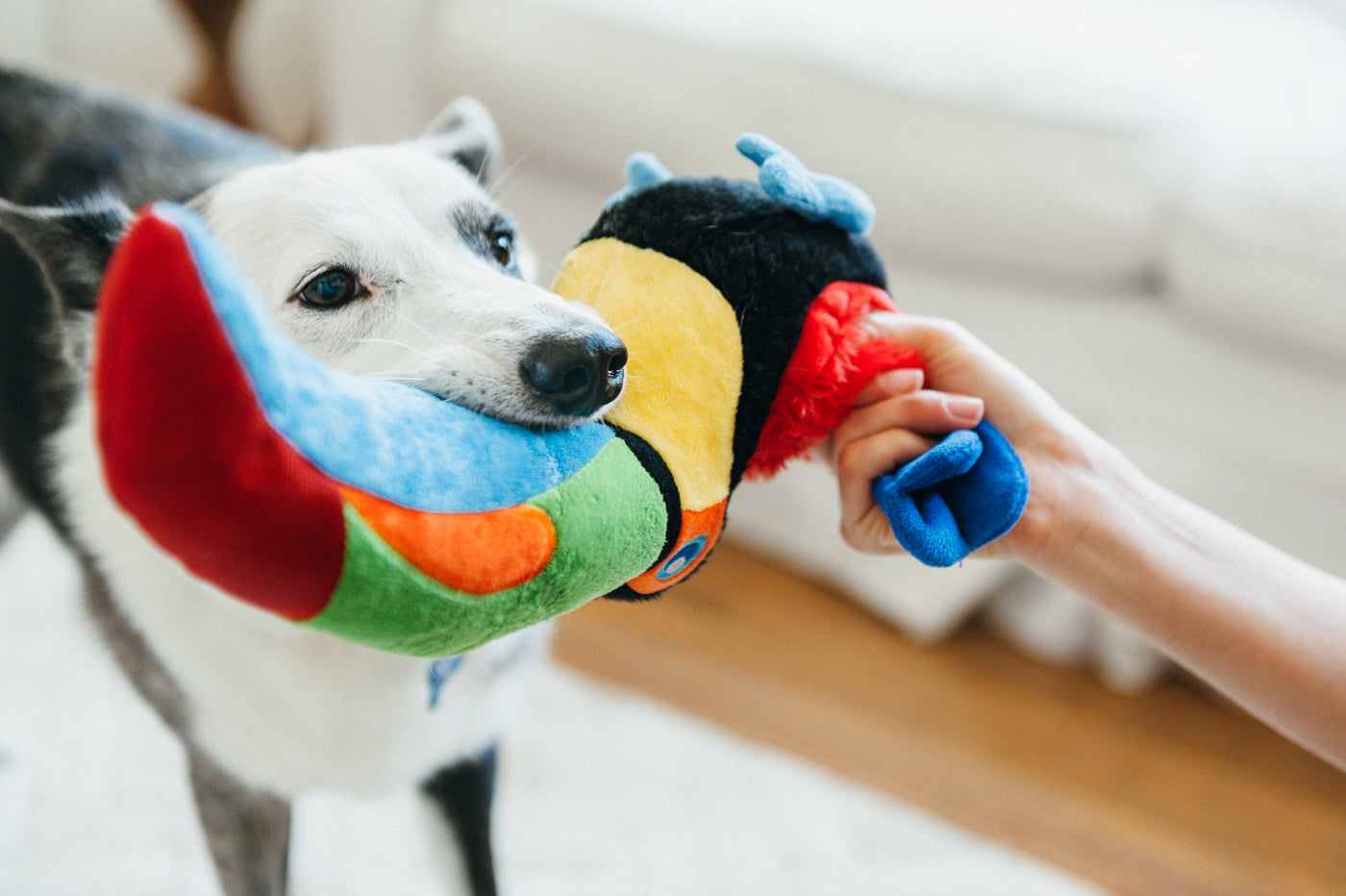 Fetching Flock Squeaky Plush Dog toys