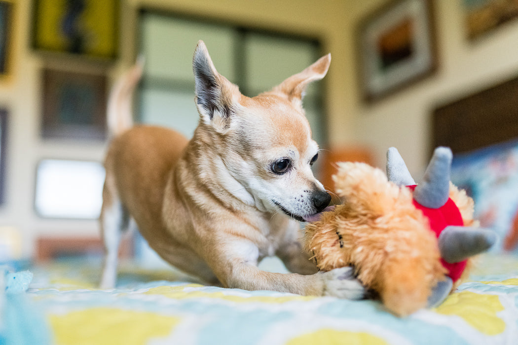 P.L.A.Y. SPIKED plush toy Biff the Dog Junior