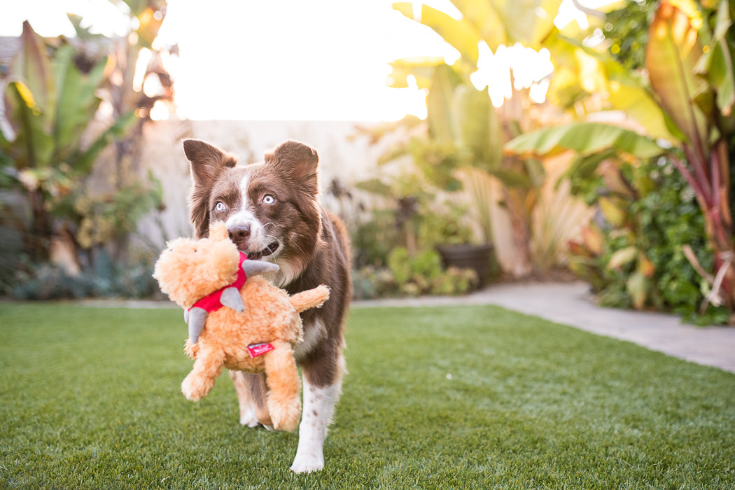P.L.A.Y. SPIKED plush toy Biff the Dog Senior
