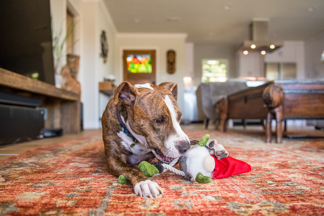 Willow's Mythical Creatures, Squeaky Plush Dog Toy