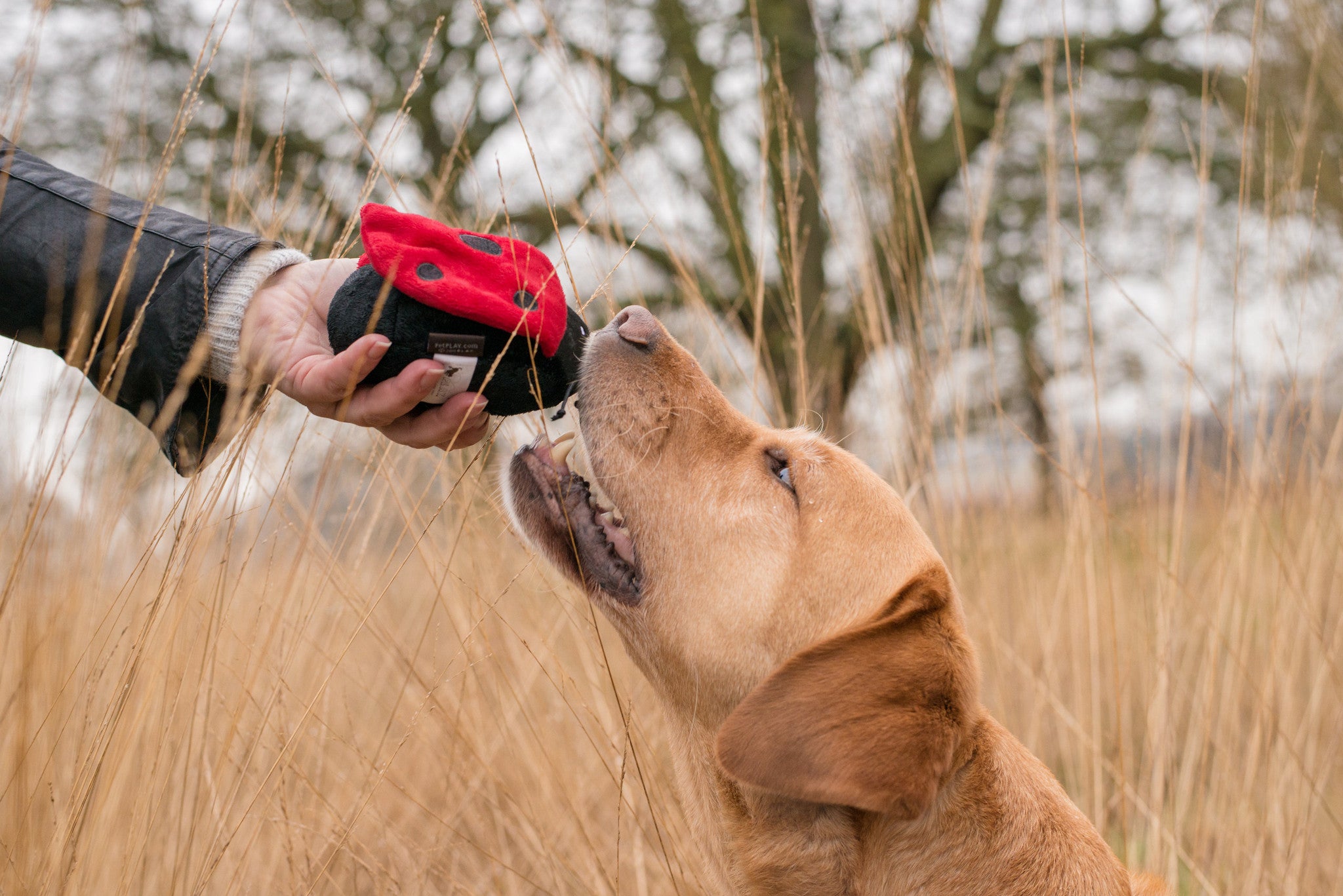 Bugging Out dog toys P.L.A.Y. Butterfly RhinoBeetle Worm Bee LadyBug