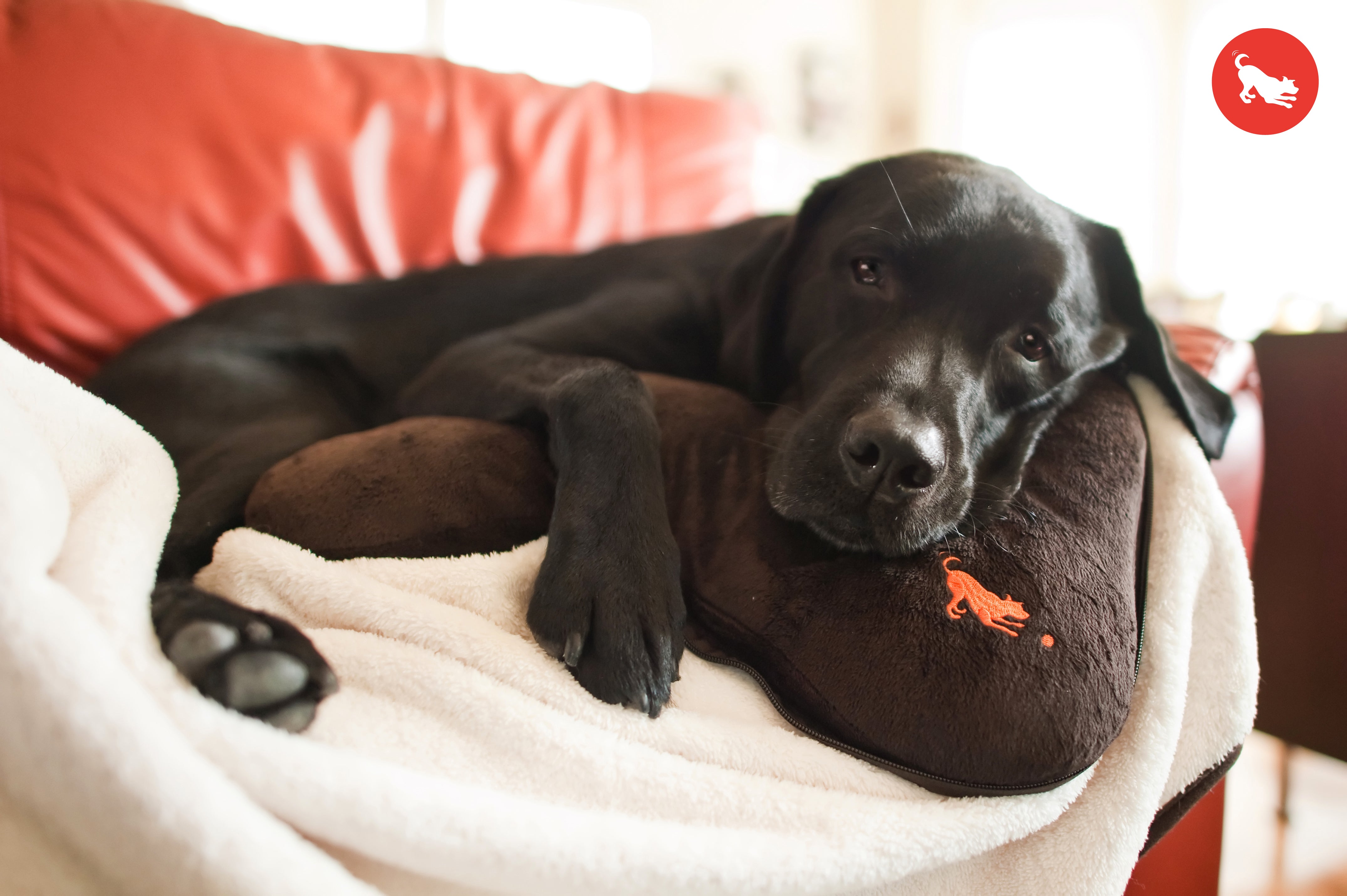 PLAY Big Bone Travel Cushion and Blanket for Dogs and Cats