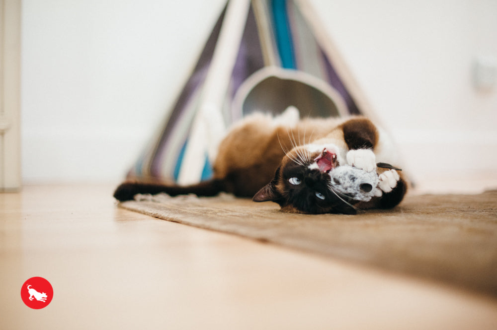 PLAY Feline Frenzy Catnip Toy Catch a Meowse