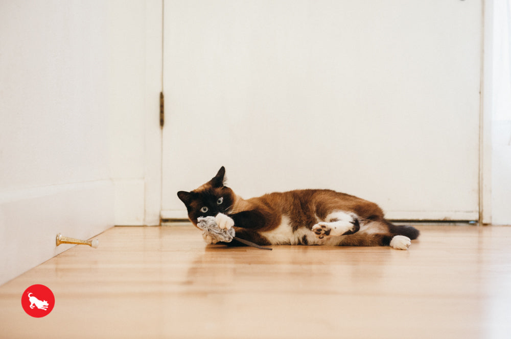 PLAY Feline Frenzy Catnip Toy Catch a Meowse