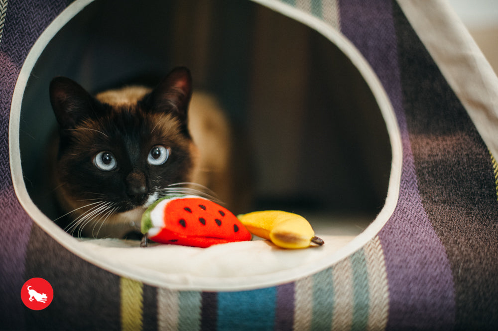 PLAY Feline Frenzy Catnip Toy Frutti Fur-utti