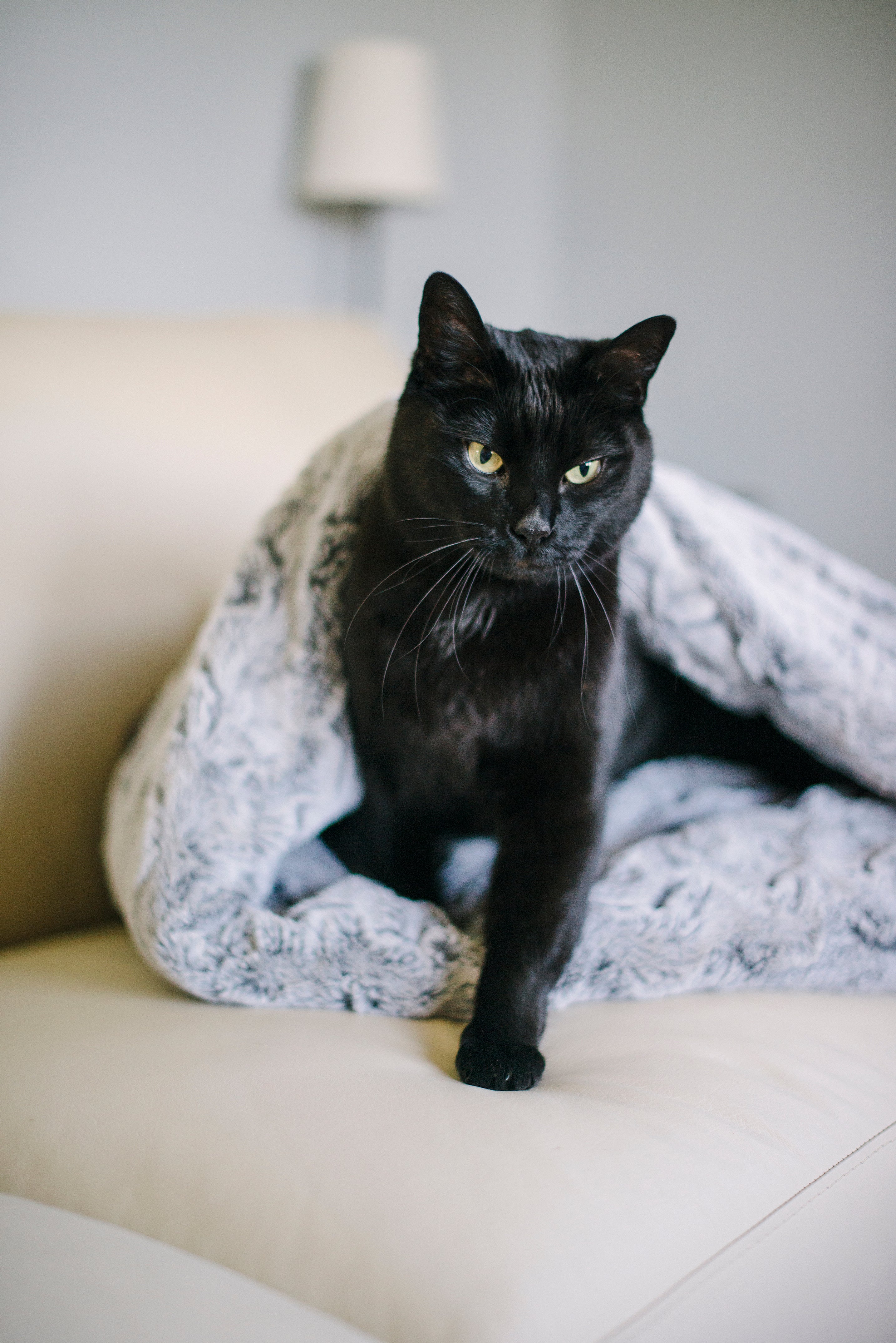 Snuggle Beds for Dogs and Cats Husky Grey