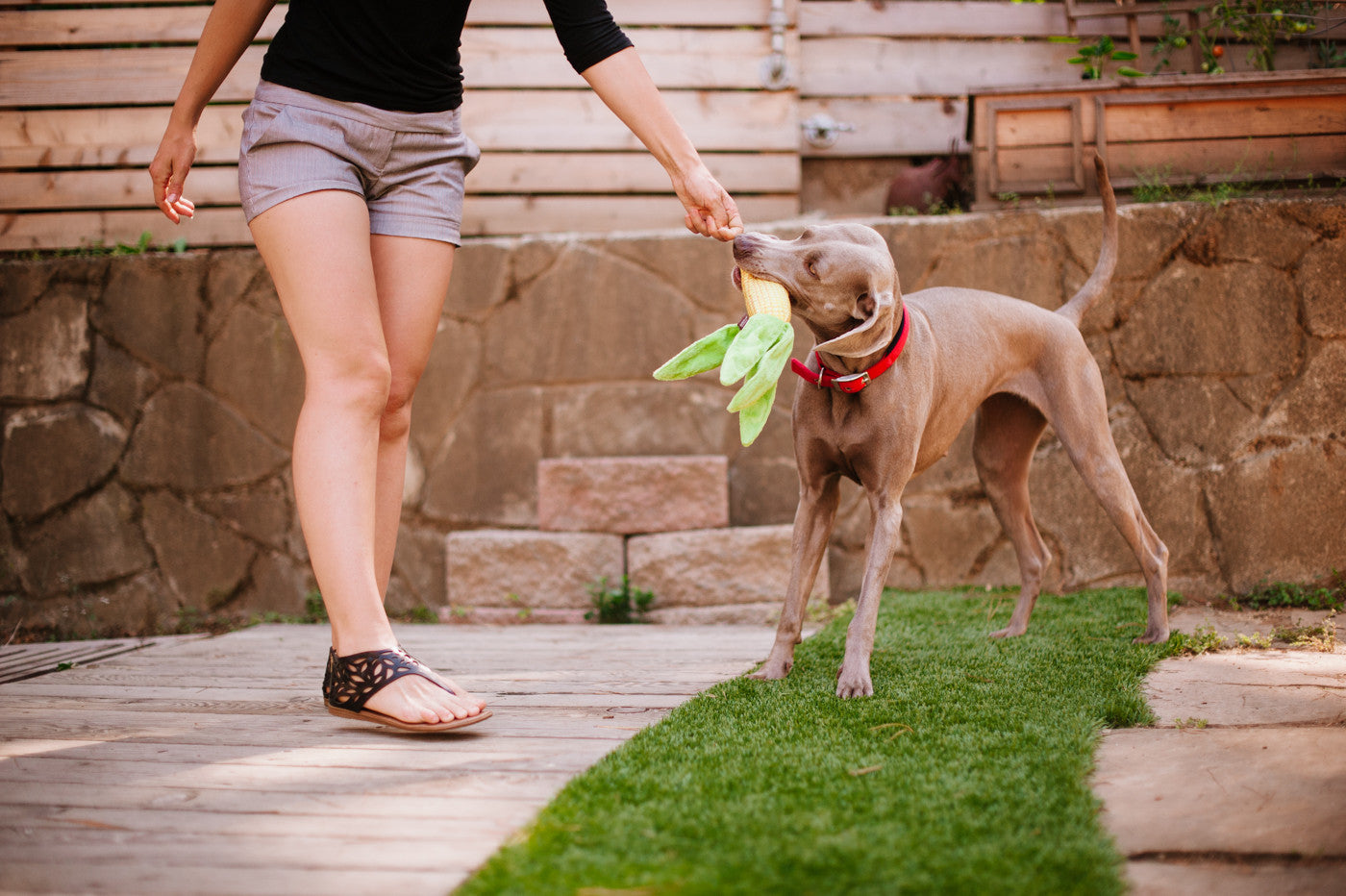 Farm Fresh, Squeaky Plush Dog Toy