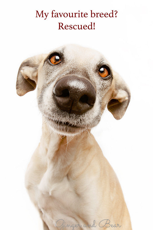 Postcard: My favourite breed? Rescued!