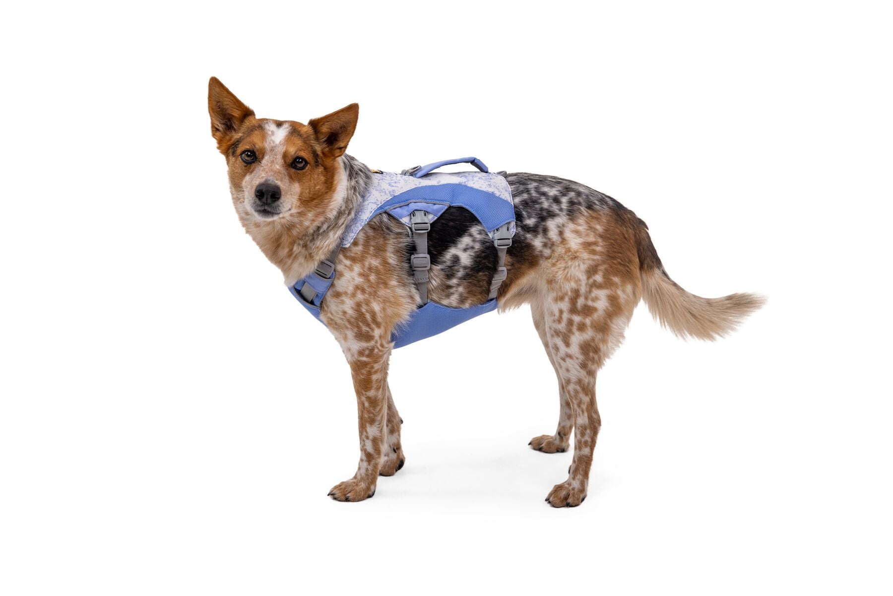 Ruffwear Dog Cooling Harness: Swamp Cooler