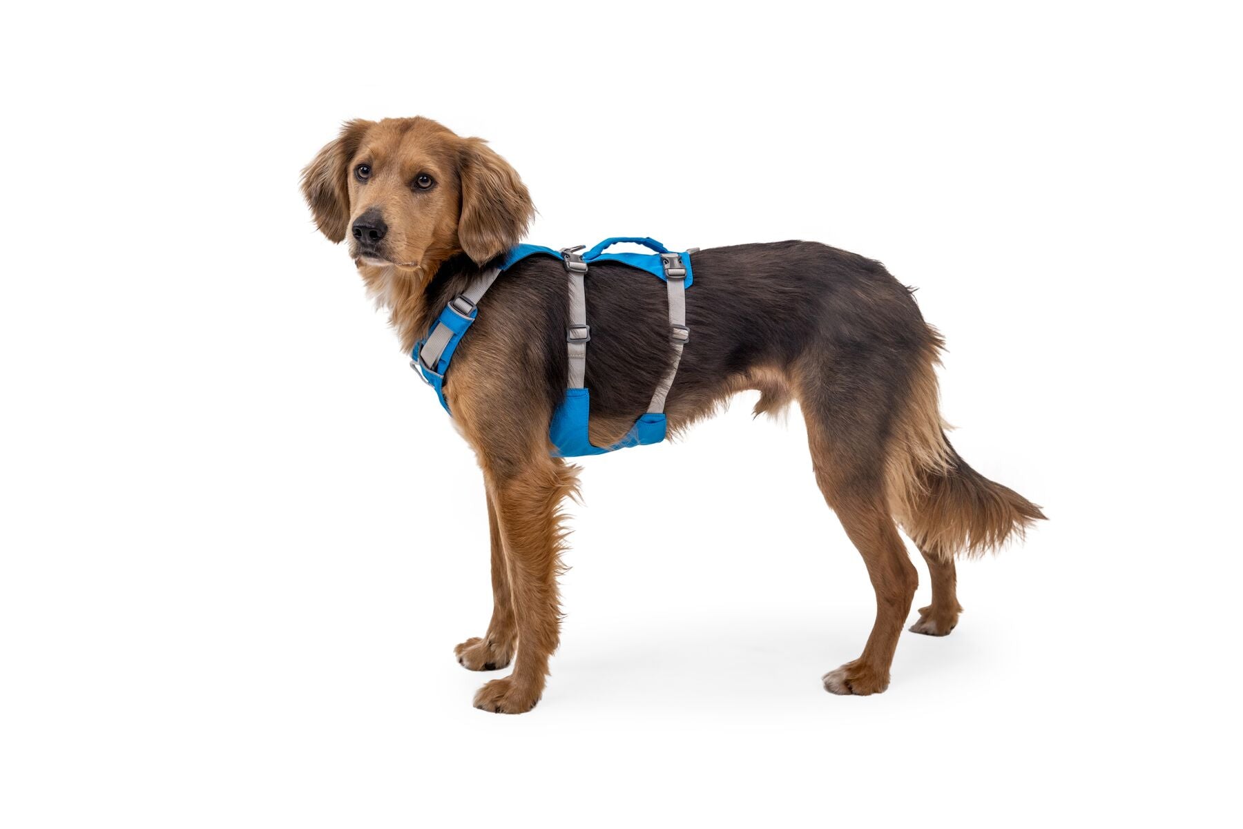 Ruffwear Dog Harness With Handle: Flagline
