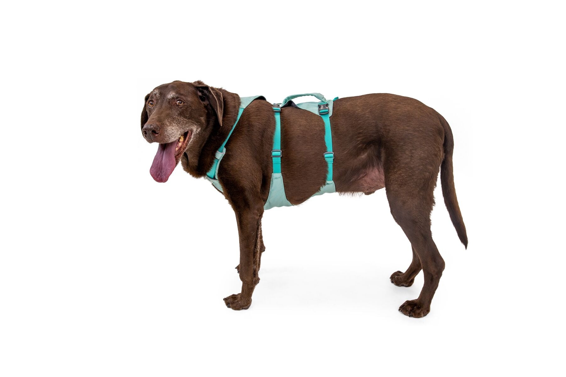 Ruffwear Dog Harness With Handle: Flagline