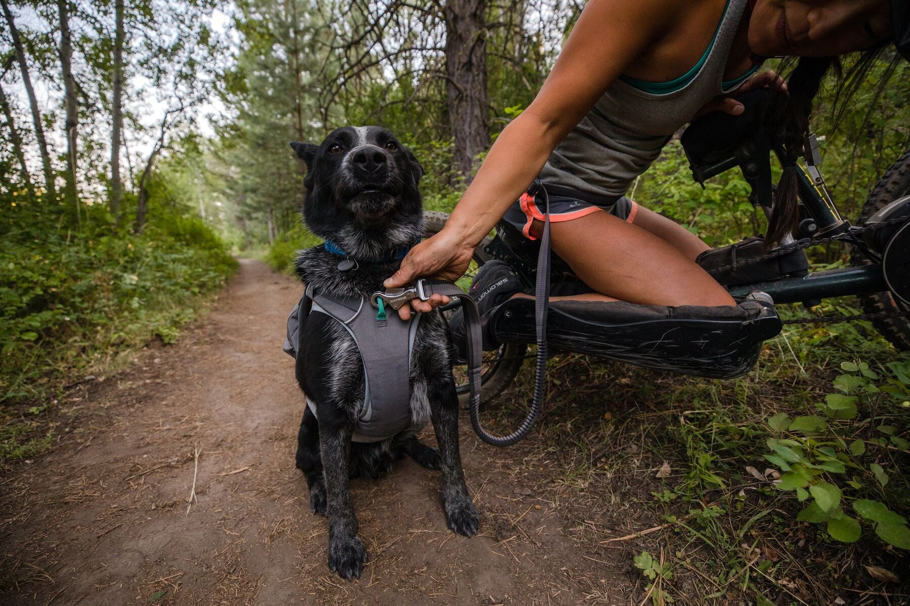 Ruffwear Dog Harness: Switchbak