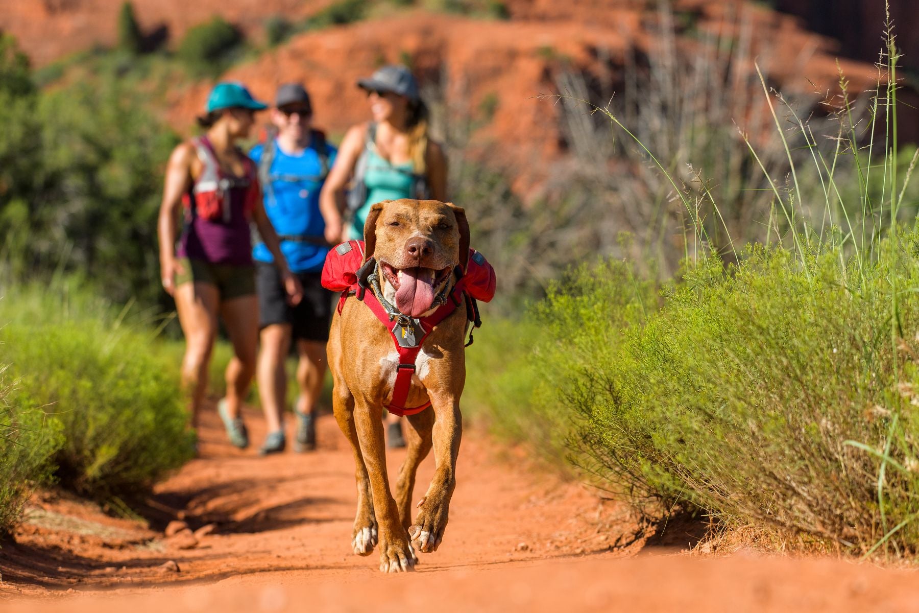 Ruffwear Dog Pack: Singletrak Pack