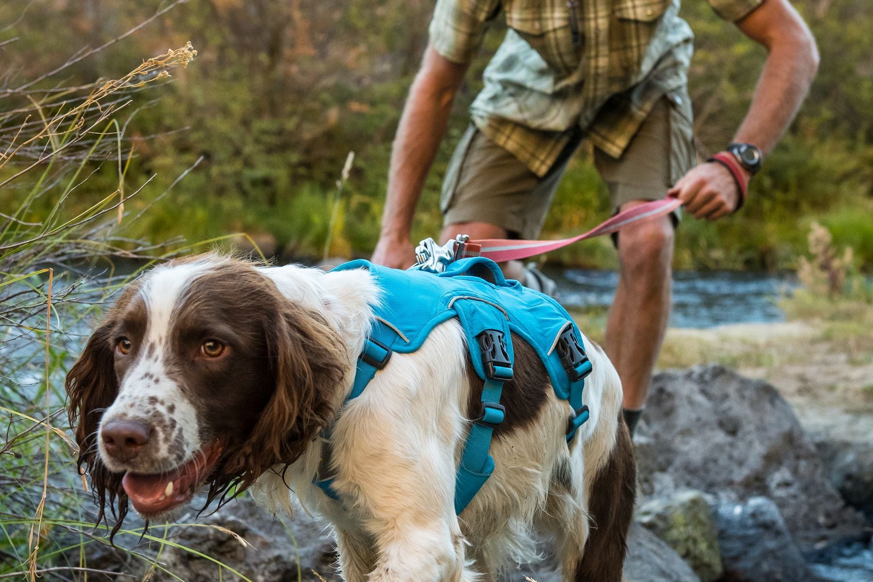 Ruffwear Dog Harness: Web Master