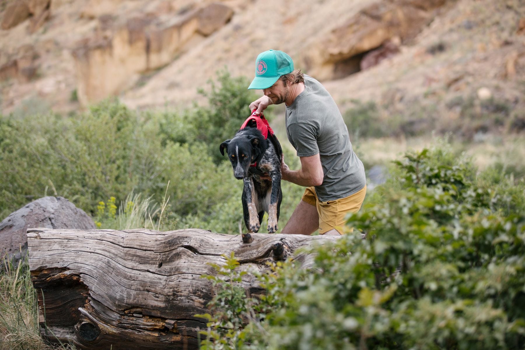 Ruffwear Dog Harness: Web Master