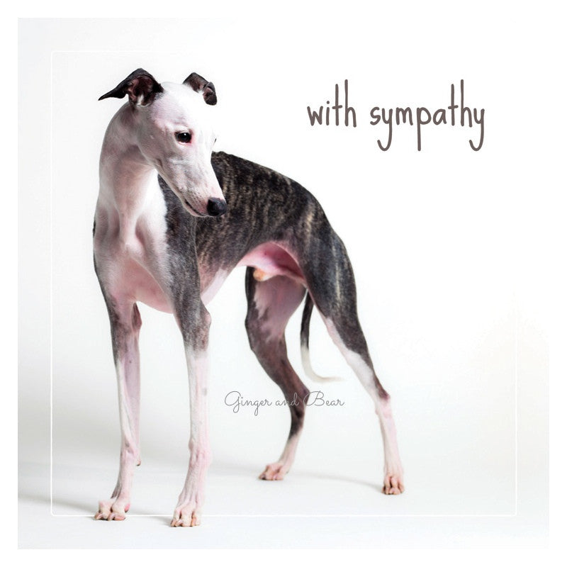 Sympathy: Simon The Whippet Sympathy