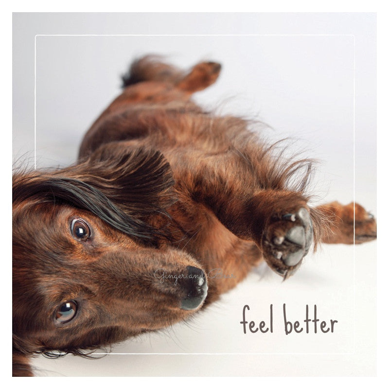 Get well soon: George The Dachshund Feel Better