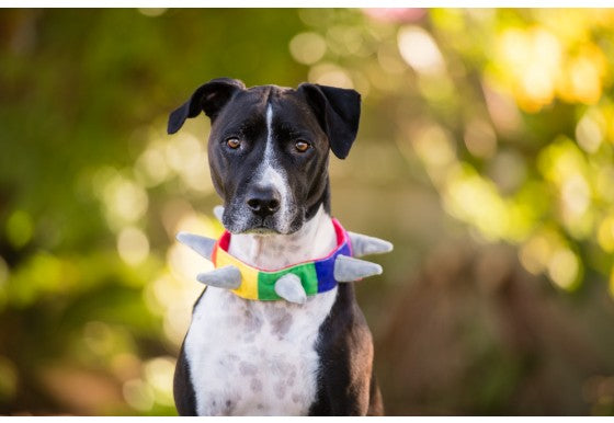 PLAY Biff the Dog SPIKED plush collar