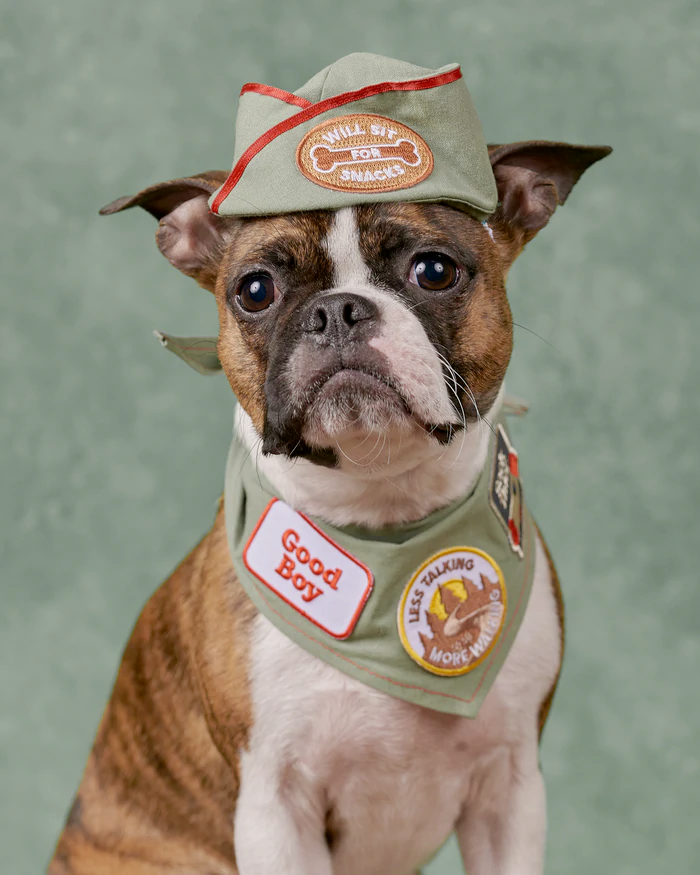 Dog Merit Badges: Less Talking More Walking