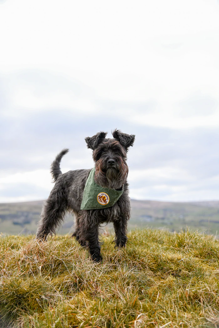 Dog Merit Badges: Less Talking More Walking