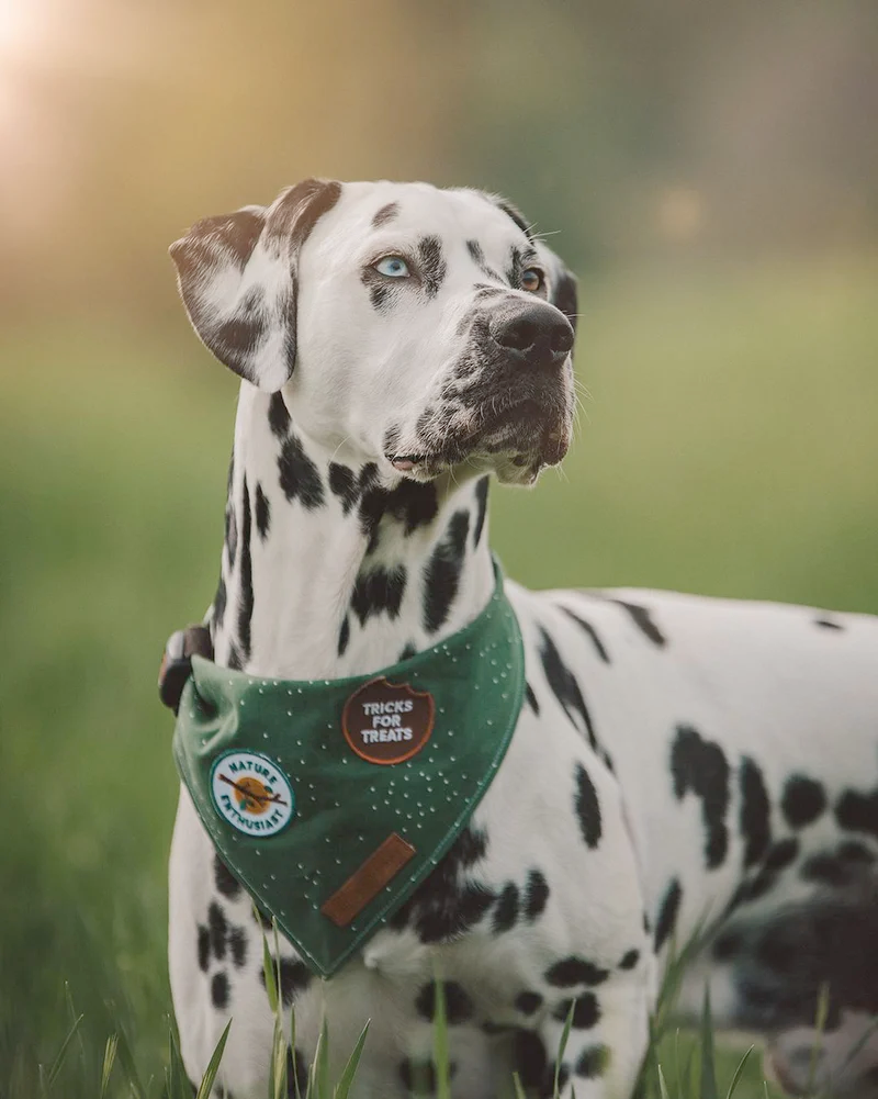 Dog Merit Badges: Tricks for Treats
