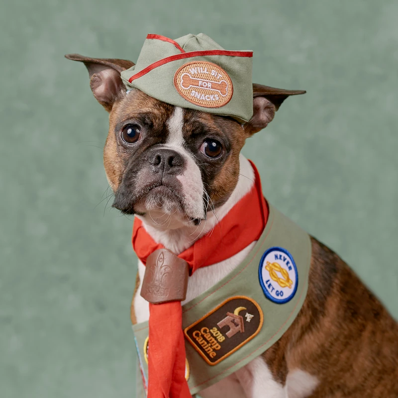 Dog Merit Badges: Camp Canine