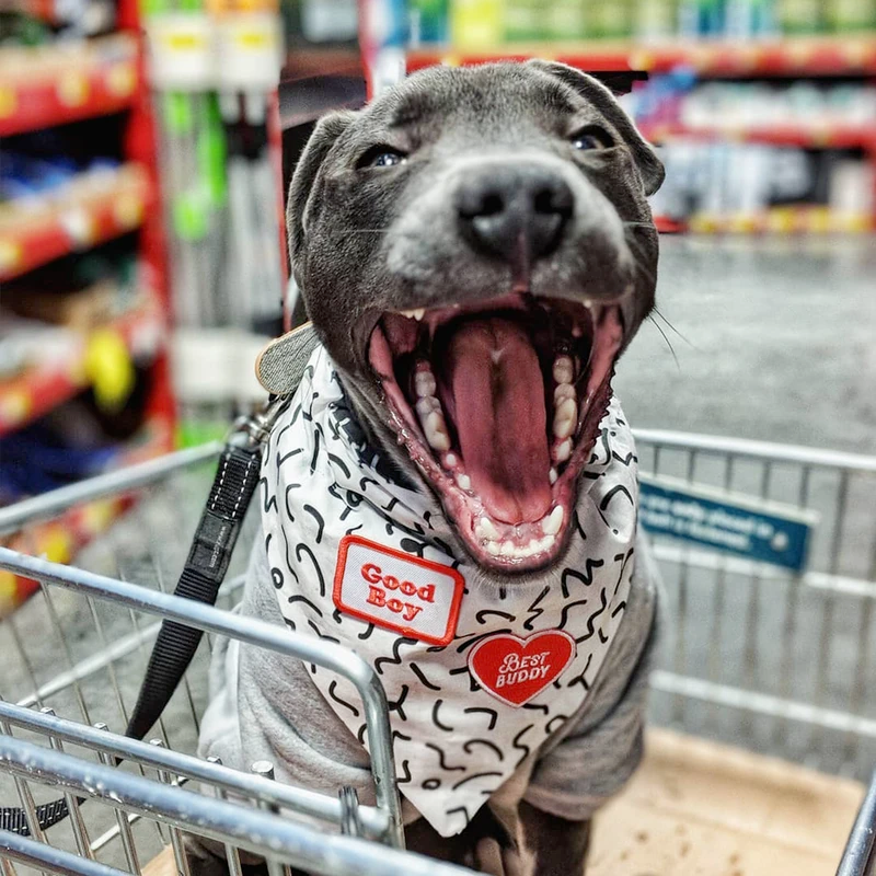 Dog Merit Badges: Good Boy