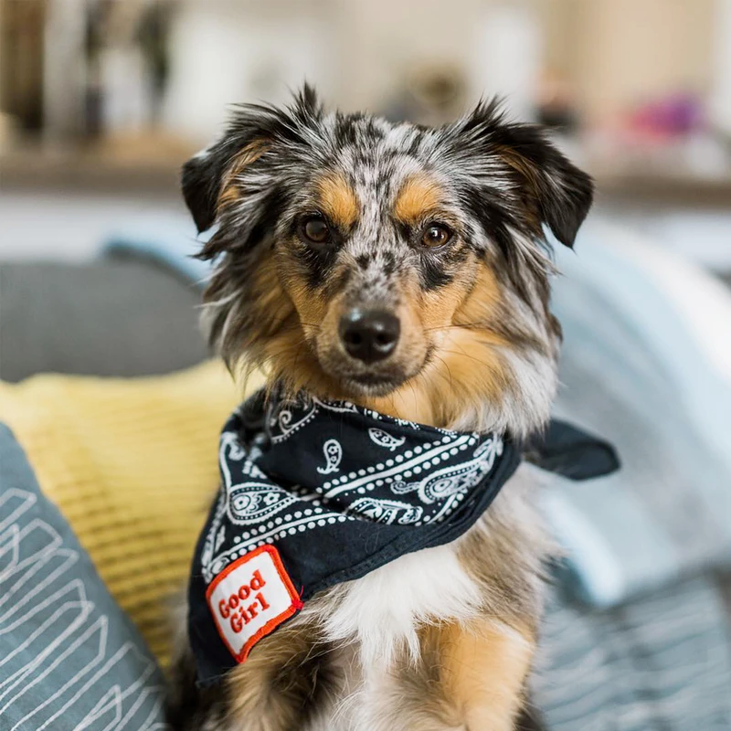 Dog Merit Badges: Good Girl