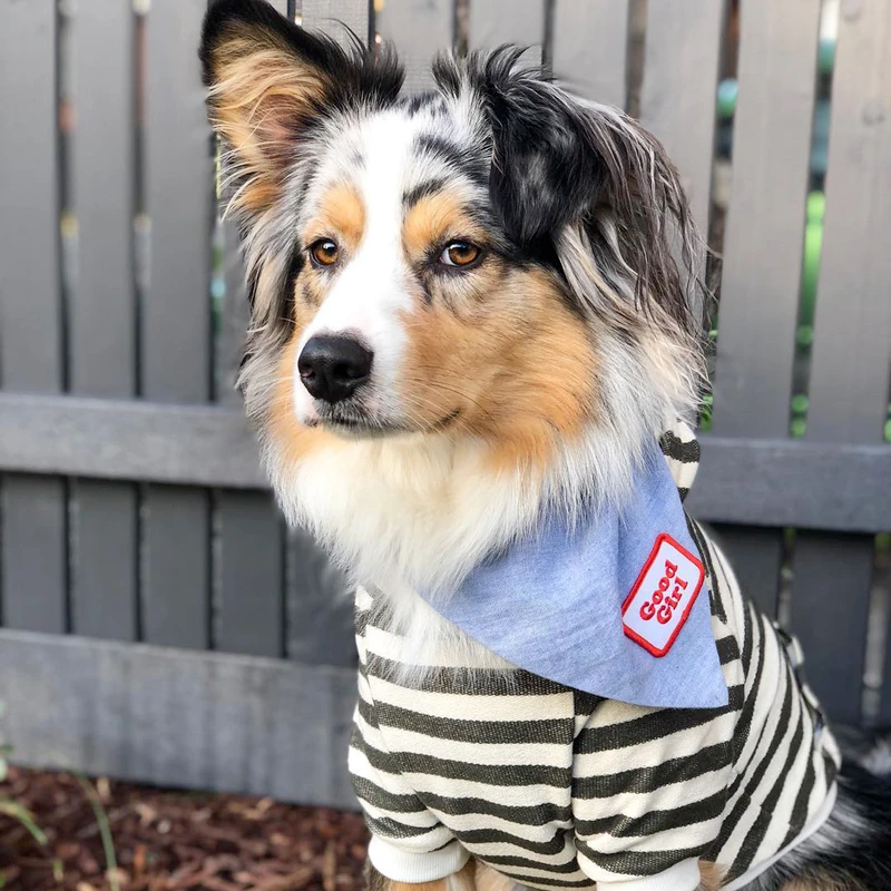 Dog Merit Badges: Good Girl