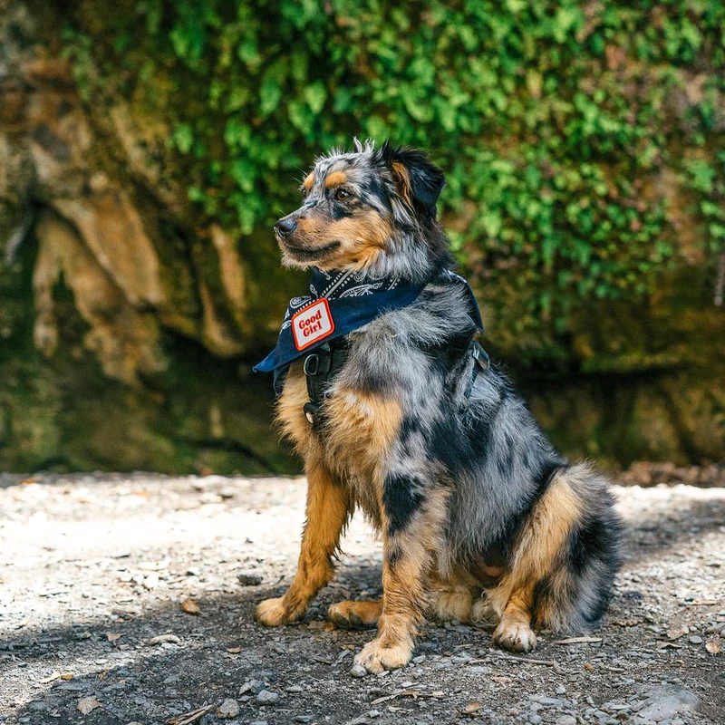 Dog Merit Badges: Good Girl
