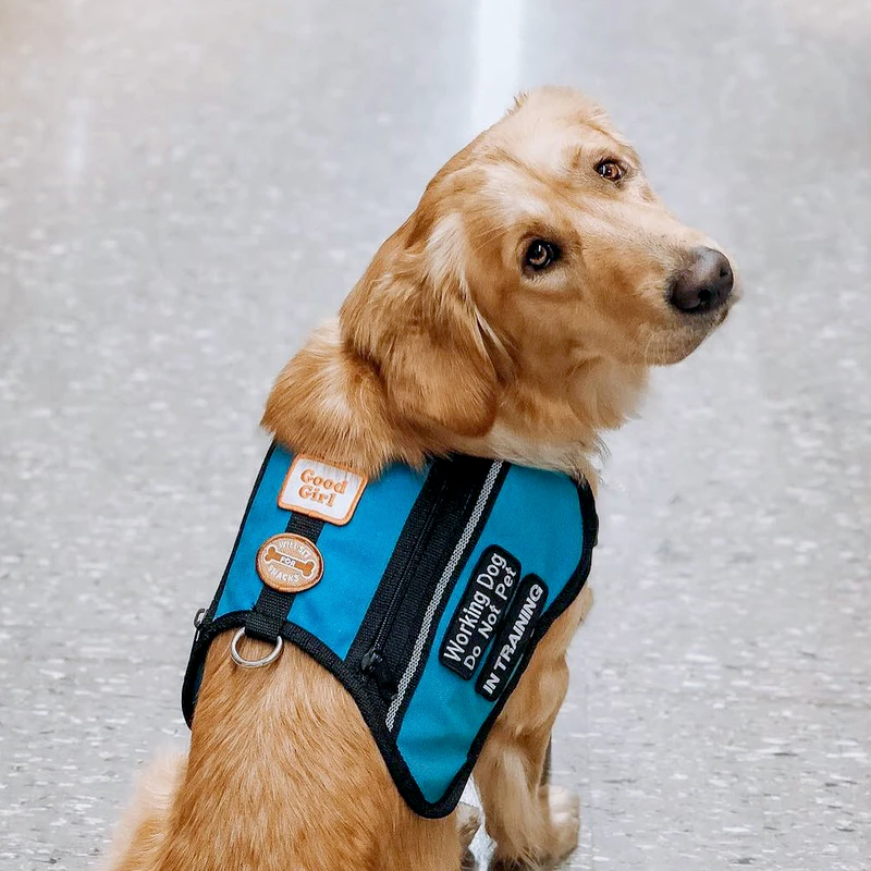 Dog Merit Badges: Good Girl