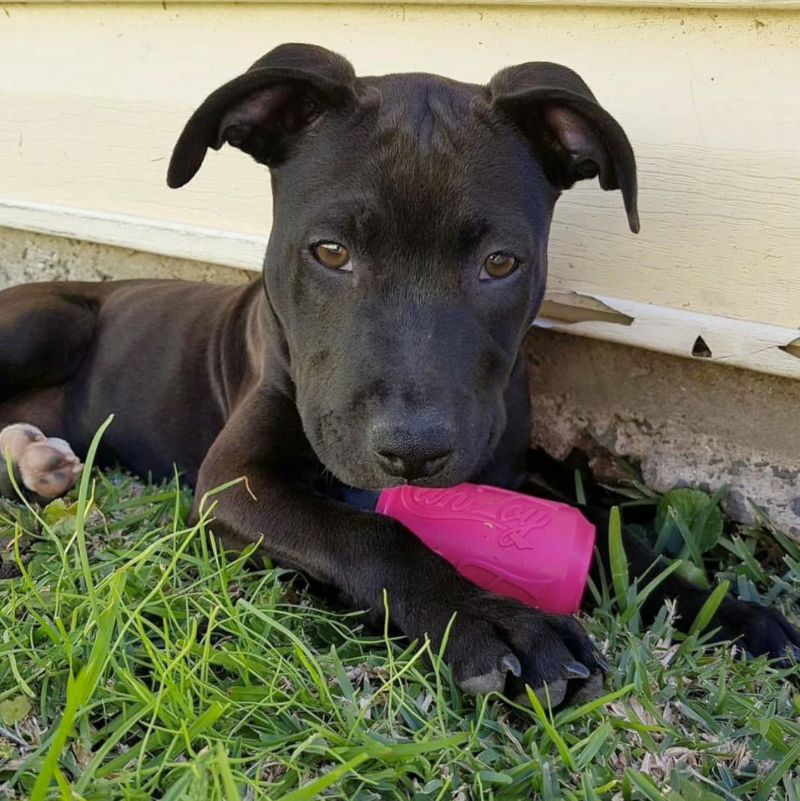 Natural Rubber Treat Dispenser Can Toy, Pink for Puppies