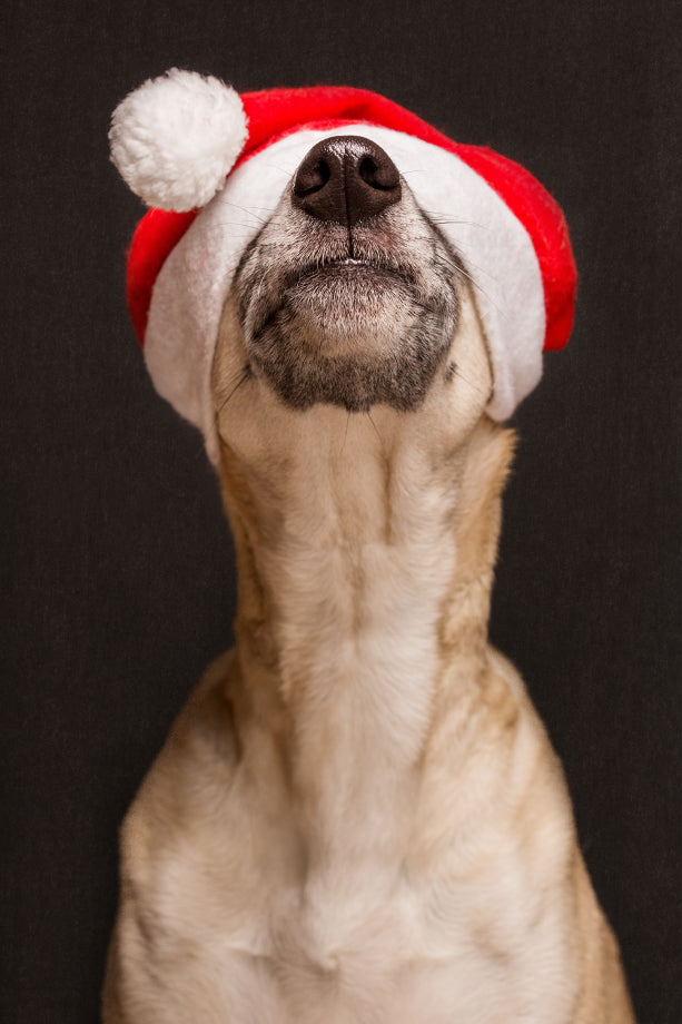 Christmas Greeting card: The Grinch