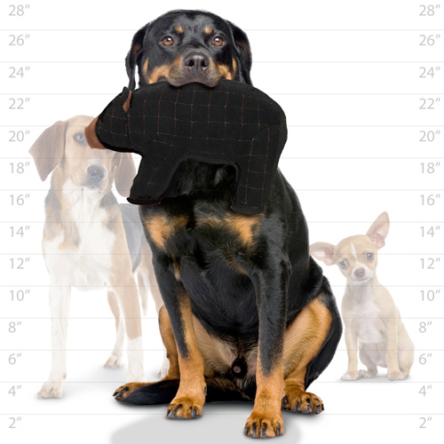 Tuffy Zoo Dog Toys, Beaufort Bear